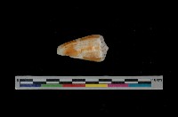 藏品(聳肩芋螺)的圖片